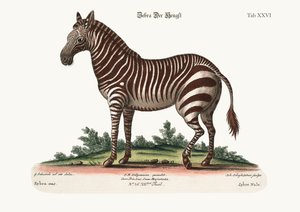 男性のシマウマ、1749-73